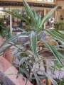Драцена голяма (Dracaena)