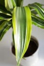 Драцена (Dracaena)