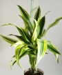 Драцена (Dracaena)