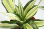 Драцена (Dracaena)