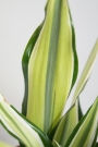 Драцена (Dracaena)