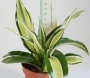 Драцена (Dracaena)