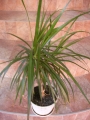 Драцена (Dracaena)