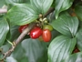 Дрян (Cornus mas)