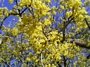 Дрян (Cornus mas)
