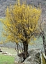 Дрян (Cornus mas)