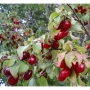 Дрян Шуменски (Cornus mas)