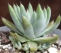 Дудлея (Dudleya caespitosa)