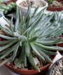 Дудлея (Dudleya virens ssp. hassei)