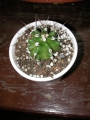Ехиноцереус (Echinocereus)