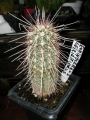 Ехиноцереус (Echinocereus Ceiridiflorus)