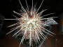 Ехиноцереус (Echinocereus Ceiridiflorus)