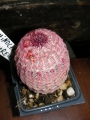 Ехиноцереус (Echinocereus purpureus)