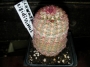 Ехиноцереус (Echinocereus rigidissimus)