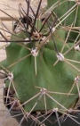 Ехиноцереус (Echinocereus triglochidiatus)