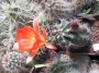 Ехиноцереус (Echinocereus triglochidiatus)