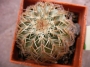Ехиноцереус (Echinocereus websterianus)