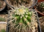 Ехинокактус грузони, Кактус Табуретката на тъщата (Echinocactus grusonii)