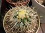Ехинокактус грузони, Кактус Табуретката на тъщата (Echinocactus grusonii)