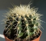 Ехинокактус грузони, Кактус Табуретката на тъщата (Echinocactus grusonii)