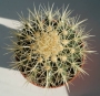Ехинокактус грузони, Кактус Табуретката на тъщата (Echinocactus grusonii)