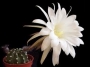Ехинопсис (Cactus Echinopsis subdenudata Echinopsis subdenudatum Fuzzy Naval)