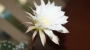 Ехинопсис (Cactus Echinopsis subdenudata Echinopsis subdenudatum Fuzzy Naval)