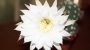 Ехинопсис (Cactus Echinopsis subdenudata Echinopsis subdenudatum Fuzzy Naval)