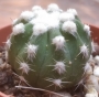 Ехинопсис (Cactus Echinopsis subdenudata Echinopsis subdenudatum Fuzzy Naval)