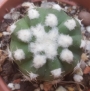 Ехинопсис (Cactus Echinopsis subdenudata Echinopsis subdenudatum Fuzzy Naval)