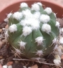 Ехинопсис (Cactus Echinopsis subdenudata Echinopsis subdenudatum Fuzzy Naval)