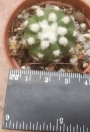Ехинопсис (Cactus Echinopsis subdenudata Echinopsis subdenudatum Fuzzy Naval)