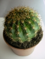 Ехинопсис (Echinopsis)