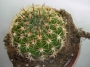 Ехинопсис (Echinopsis)