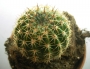 Ехинопсис (Echinopsis)