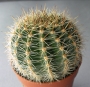 Ехинопсис (Echinopsis)