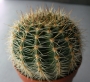 Ехинопсис (Echinopsis)
