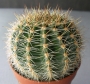 Ехинопсис (Echinopsis)