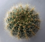 Ехинопсис (Echinopsis)
