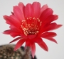 Ехинопсис (Echinopsis)