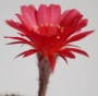 Ехинопсис (Echinopsis)