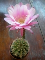 Ехинопсис (Echinopsis hybrid)