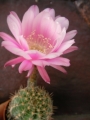 Ехинопсис (Echinopsis hybrid)