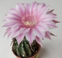 Ехинопсис (Echinopsis hybrid)
