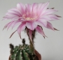 Ехинопсис (Echinopsis hybrid)