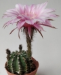 Ехинопсис (Echinopsis hybrid)