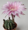 Ехинопсис (Echinopsis hybrid)