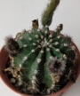 Ехинопсис (Echinopsis hybrid)