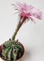 Ехинопсис (Echinopsis hybrid)