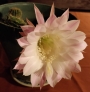 Ехинопсис (Echinopsis hybrid)